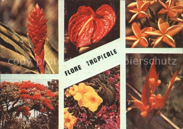 Blumen Flore Tropicale