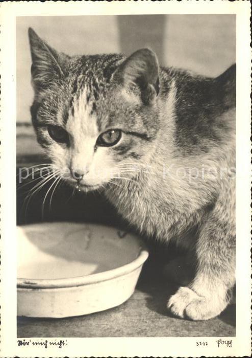 Katzen