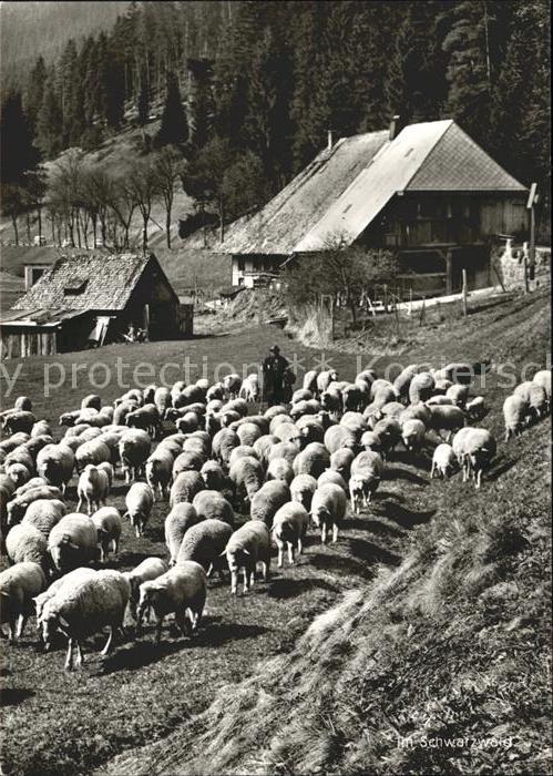 Schwarzwaldhaeuser Hirte Schafe