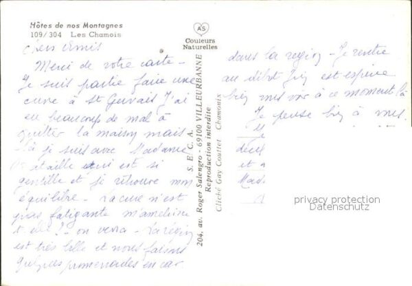 Gemse Chamois Berge Frankreich – Bild 2