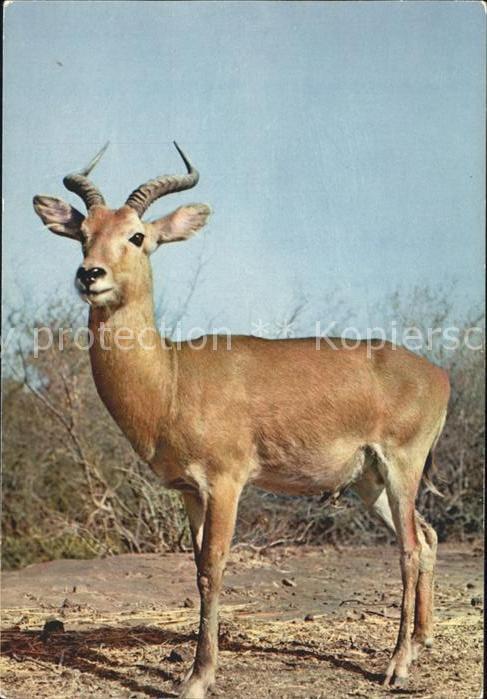 Tiere Antilope Faune Africaine