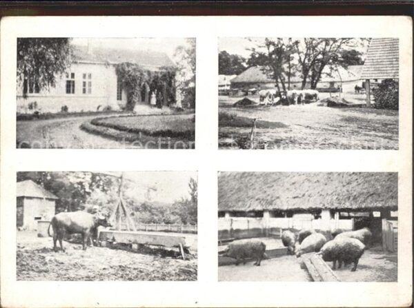 Bauernhof Schweine Kuh