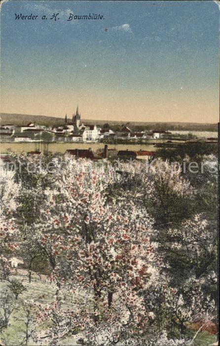 Werder Havel Baumblüte