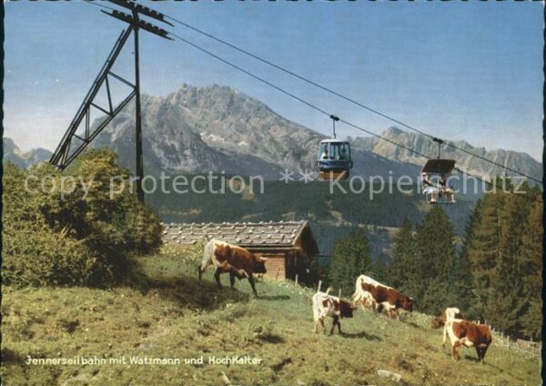 Seilbahn Jenner Watzmann Hochkalter Kühe