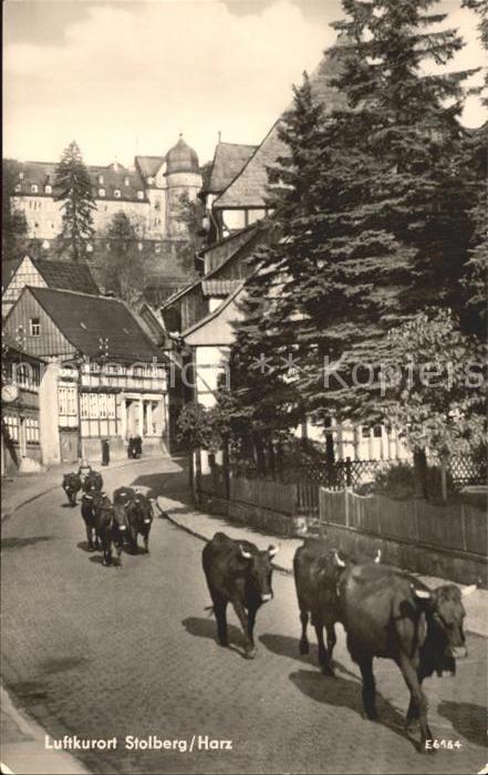 Stolberg Harz Austrieb der Kühe Luftkurort