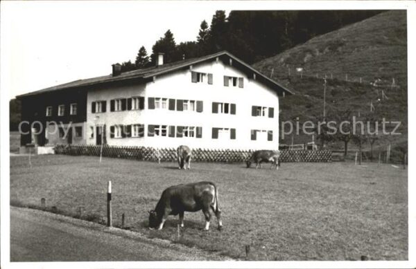 Oberstaufen Landwirtschaft Bauernhof Kühe