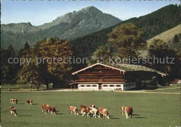 Bad Wiessee Berggasthaus Bauer in der Au Kühe