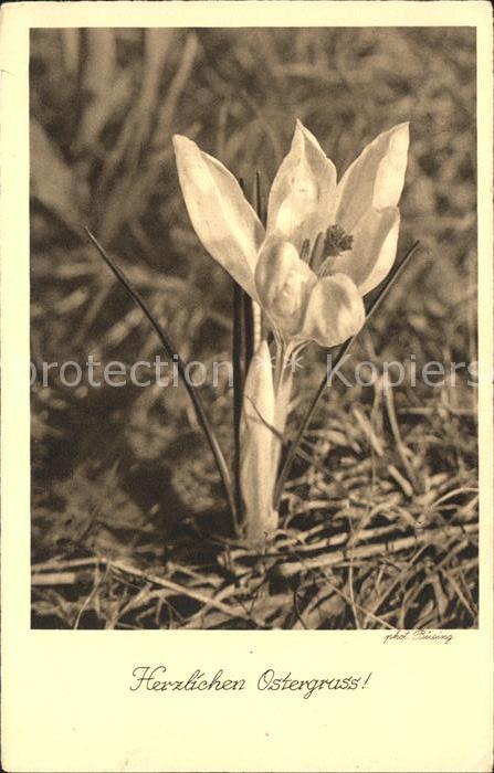 Blumen Krokus Ostern