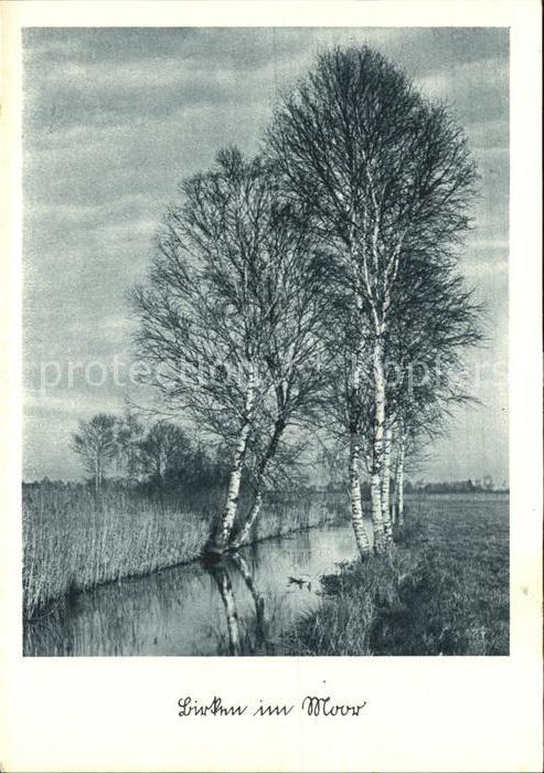 Baeume Trees Birken im Moor