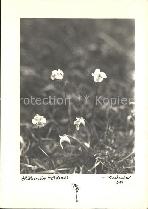Blumen Blühendes Fettkraut