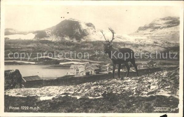 Hirsch Finse Foto J.H. Küenholdt Nr. 219