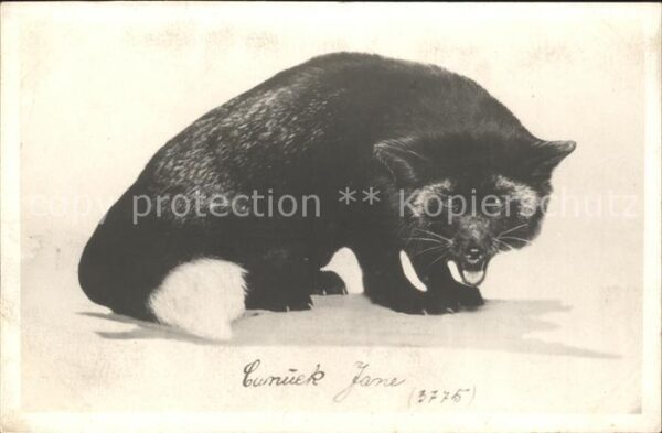 Tiere Mader Cunuck Jane