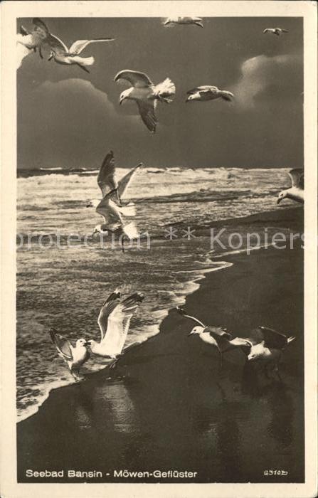 Moewen Bansin Möwen-Geflüster