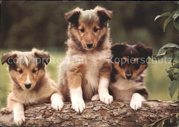 Hunde Zwerg-Collies
