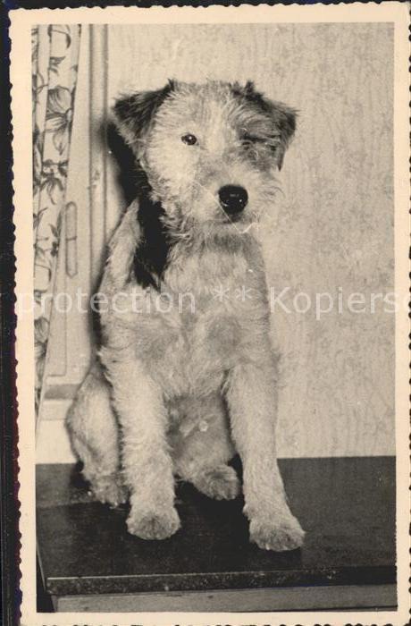 Hunde
