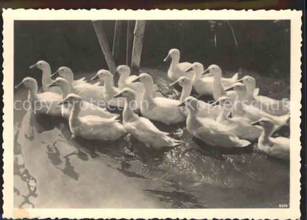 Enten Foto-Stöckel