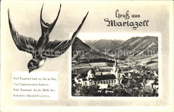 Mariazell Steiermark Schwalbe