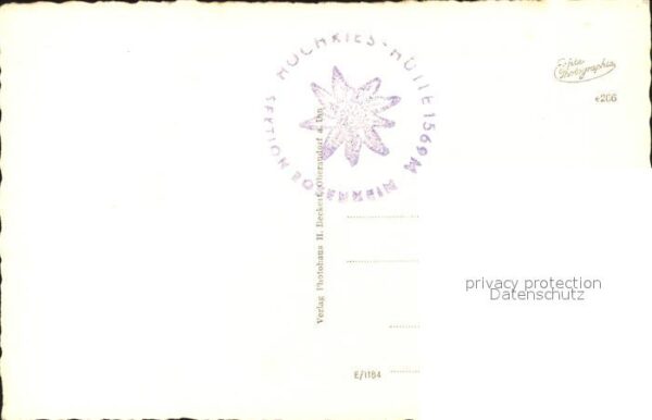 Hochrieshuette Kühe – Bild 2