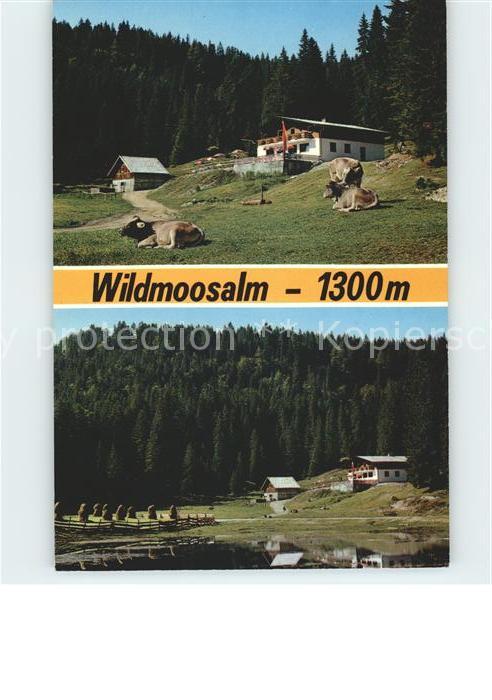 Wildmoos Wildmoosalm Kühe See
