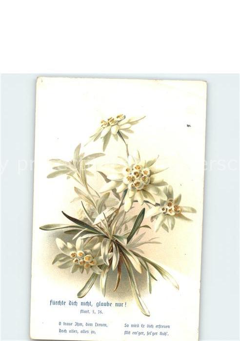 Edelweiss Litho