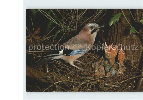 Voegel Eichelhäher Garrulus glandarius