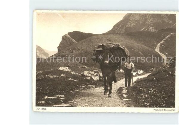 Esel Tiere Alp-Idyll