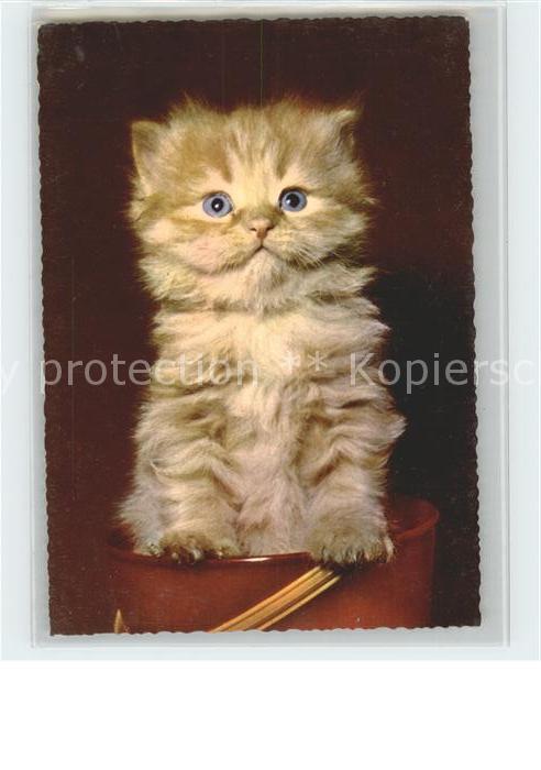 Katzen