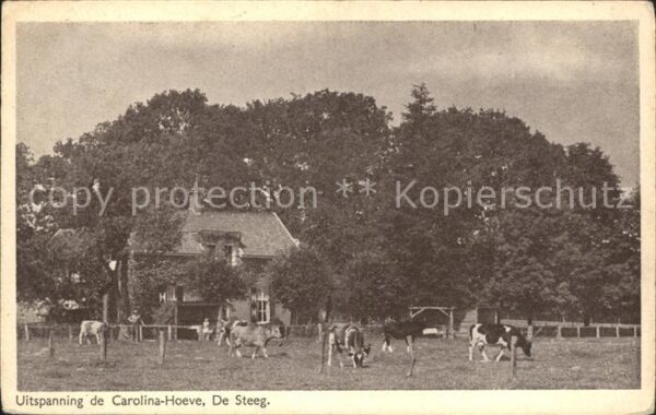 De Steeg Uitspanning de Carolina-Hoeve Kühe