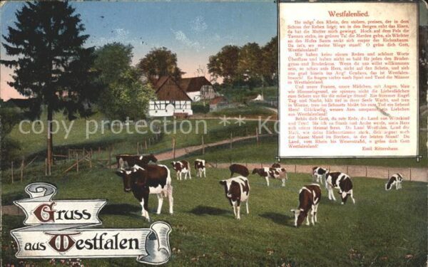 Westfalen Region Heimatbilder Bauernhaus Viehherde Kühe