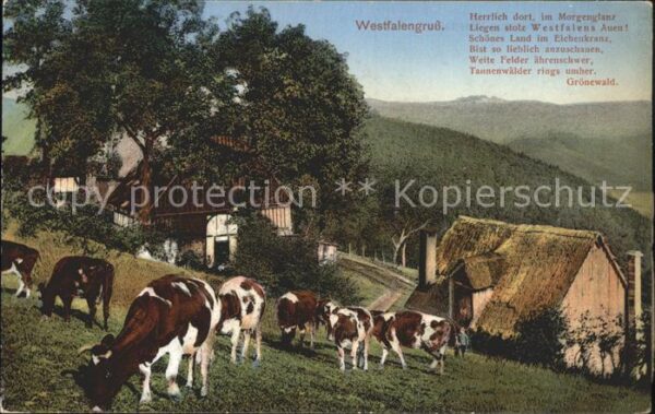 Westfalen Region Bauernhaus Viehherde Kühe Westfalengrus