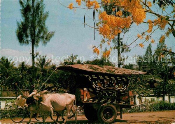 Java Indonesien The bull cart