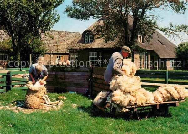Texel Schapenscheren