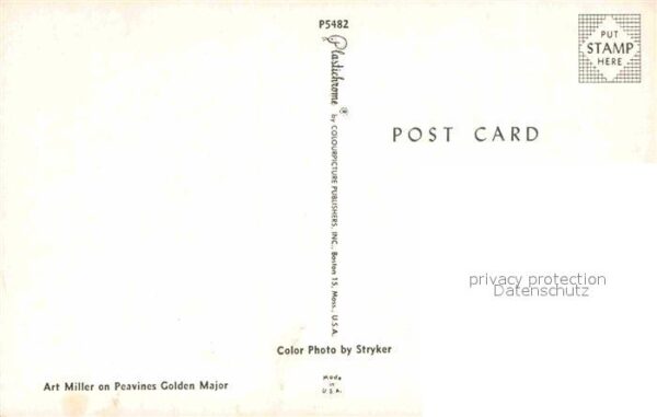 Pferde Art Miller Peavines Golden Major – Bild 2