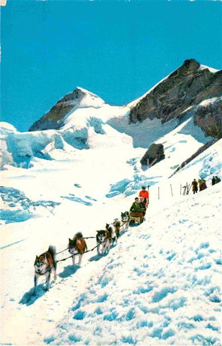 Schlitten Schnee Hundeschlitten Polarhunde Jungfraujoch