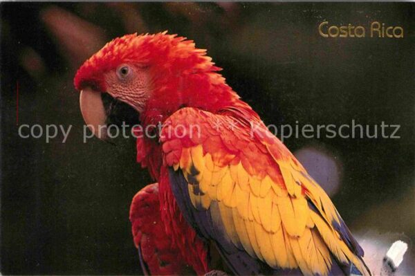Papagei Lapa Roja Costa Rica