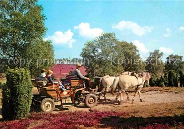 Pferdekutschen Kutschwagenfahrt Lüneburger Heide