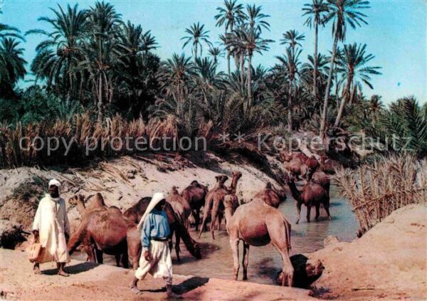 Kamel  Camel Chameau Tunesien Sud Tunisien