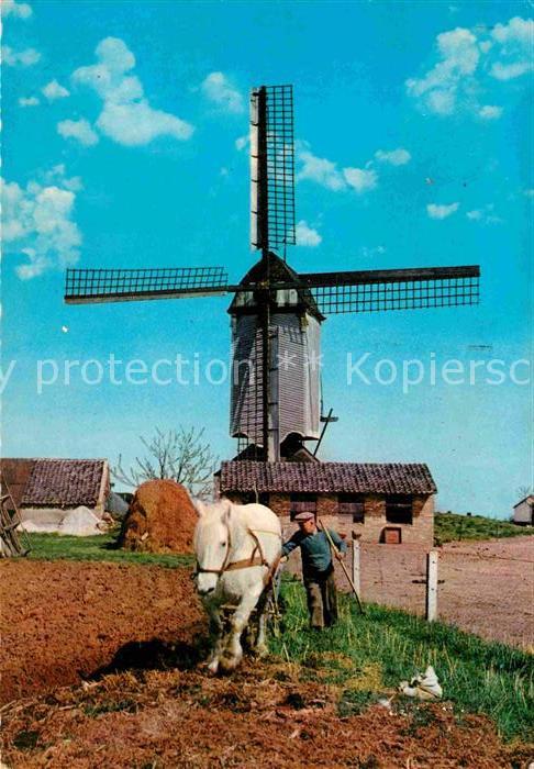 Windmuehle Pferd Landwirtschaft Niederlande