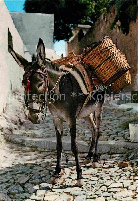 Esel Tiere Zagreb