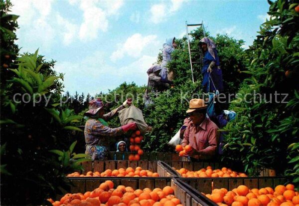 Orangen Oranges Orangenpflücken Citrus picking