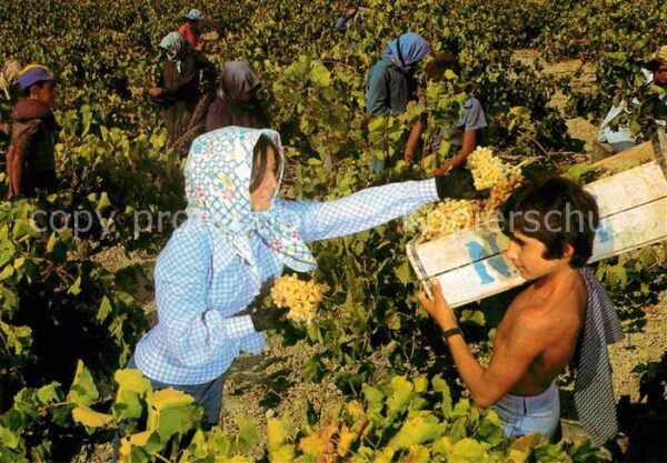 Ernte Landwirtschaft Weinernte Vendanges Cyprus