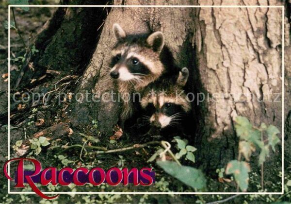 Tiere Waschbär Raccoons