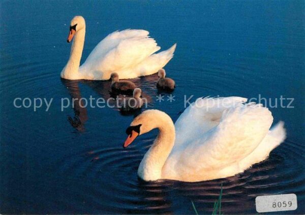Schwan Höckerschwan Cygnus olor Swan