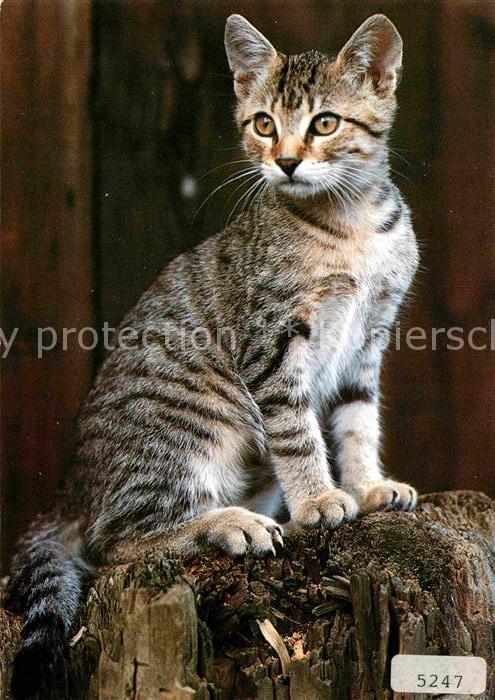 Katzen Hauskatze