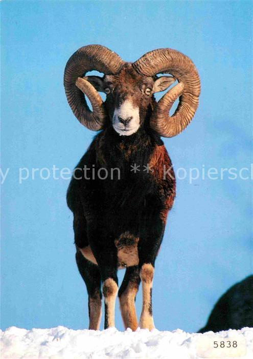 Tiere Muflon Ovis Musimon
