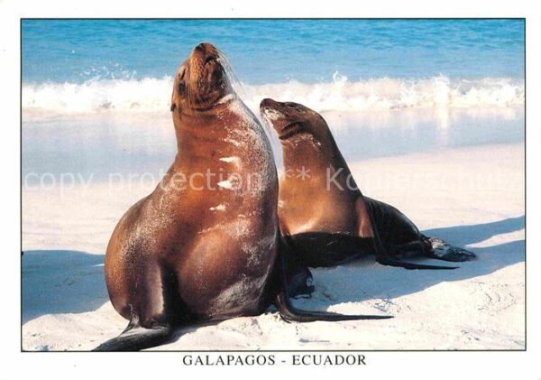 Seehunde Robben Isla Espanola Bahia Gardner Lobo de Mar
