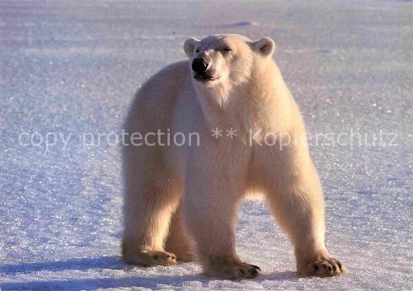 Eisbaer Ours Blanc Polar Bear