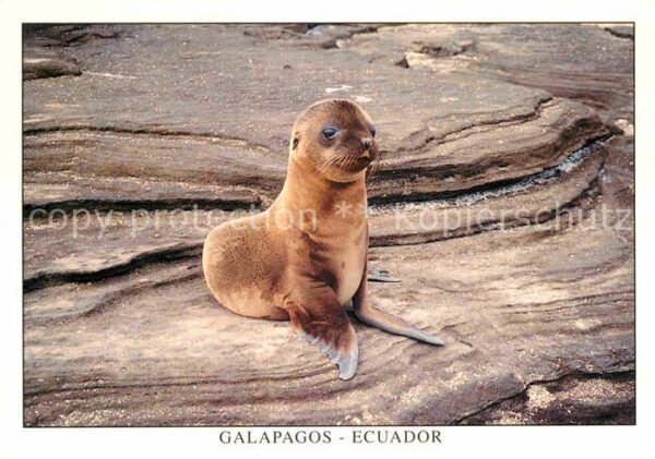 Seehunde Robben Isla Santiago Puerto Egas Lobo de Mar S