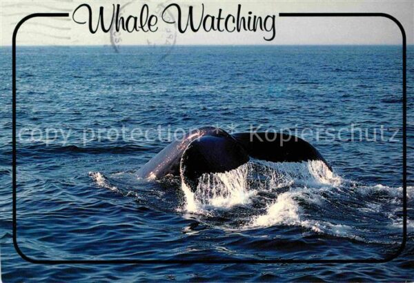 Wal Humpback Whale
