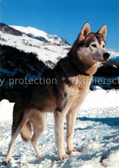 Hunde Husky